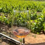 Full Day Tour on the Wine Route, Valle de Guadalupe - The Transportation & Practicalities