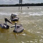 Full Day Tour Río Lagartos with Pickup from Mérida 7 AM - Final Thoughts: Is This Tour Worth It?