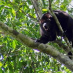 Full Day Tour to Cobá Ruins, Punta Laguna & Cenote - Potential Drawbacks or Considerations