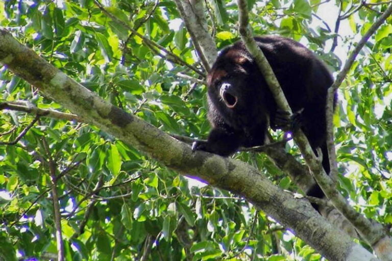 Full Day Tour to Cobá Ruins, Punta Laguna & Cenote - Potential Drawbacks or Considerations