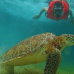 Full day Tulum & Snorkelling with sea turtles, cenote and lunch - Practical Details and Tips