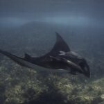 Full Day Wildlife Expedition in the Sea of Cortez - FAQ