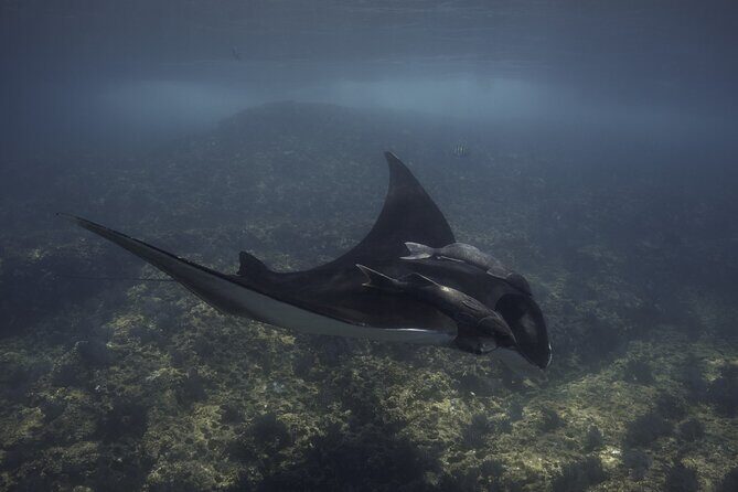 Full Day Wildlife Expedition in the Sea of Cortez - FAQ