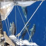 Funchal: Pirate Ship Cruise with Wine and Honey Cake Tasting - Detailed Breakdown of the Itinerary