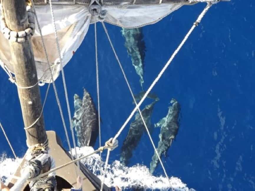 Funchal: Pirate Ship Cruise with Wine and Honey Cake Tasting - Detailed Breakdown of the Itinerary