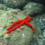 Funchal: Snorkeling Adventure in Eco-Park / Shore or by Boat - Why This Snorkeling Tour Offers Great Value