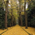 Furnas & Terra Nostra Gardens Biologist-guided Tour +lunch - In-Depth Look at the Tour