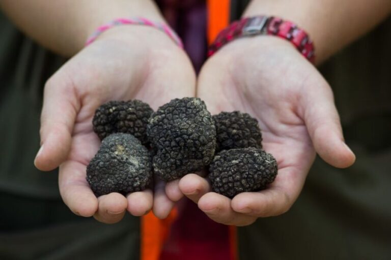 Gaon - Istria: Truffle Hunting & Cooking & Tasting - Who Would Enjoy This Tour?