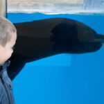 Gardaland SEA LIFE Aquarium: Open Date Entry Ticket - Authentic Experiences from Visitors