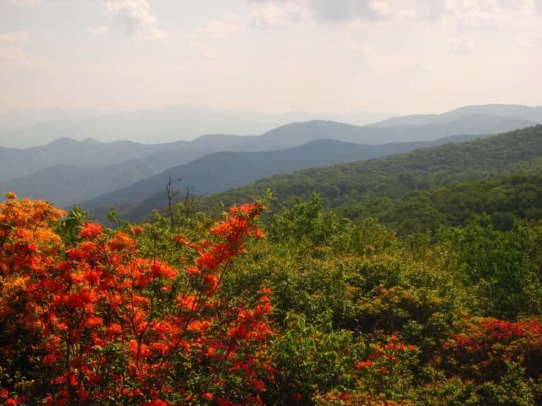 Gatlinburg: Smoky Mountain Appalachian Bald Guided Hike - The Sum Up