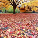 GCV&M Fall 2025 Extended Weekends - Shopping and Local Goods