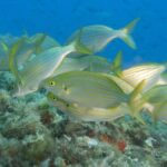 Genoa: snorkeling a stone's throw from downtown - Final Thoughts: Is This Experience Worth It?