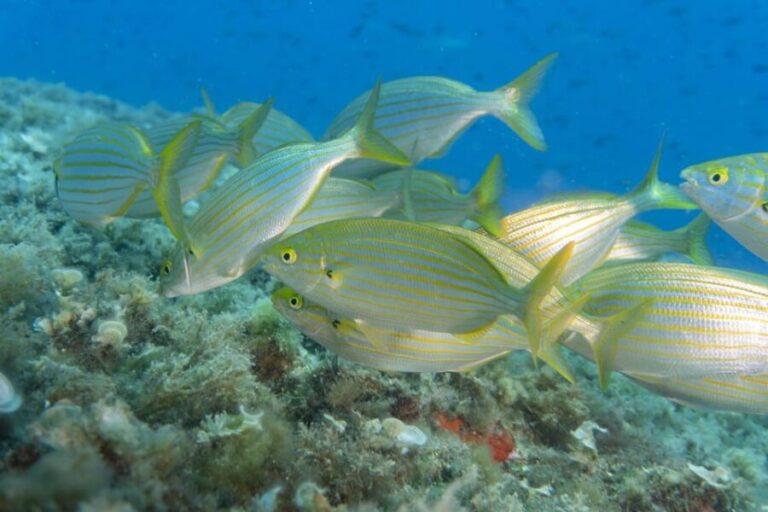 Genoa: snorkeling a stone's throw from downtown - Final Thoughts: Is This Experience Worth It?