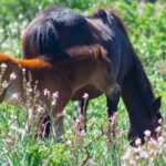 Genoni: discover the Giara Park - Practical Details: What You Need To Know