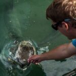 Giant Tarpon Fish Feeding Experience in Bayside Marketplace - Who Will Love This Tour?