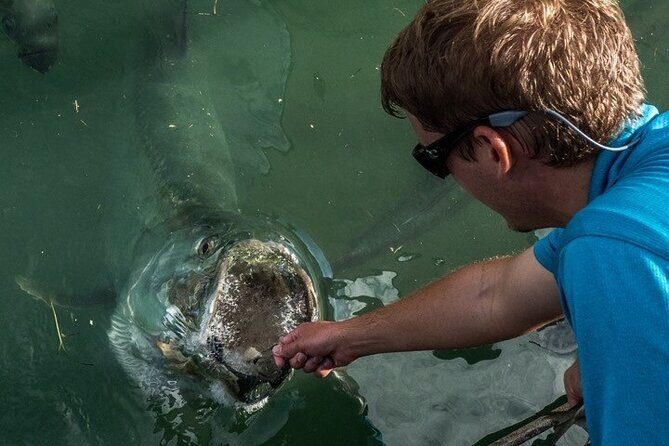 Giant Tarpon Fish Feeding Experience in Bayside Marketplace - Who Will Love This Tour?