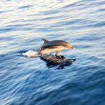 Giardini Naxos: Dolphin Searching Sunset Boat Tour - The Itinerary: A Closer Look