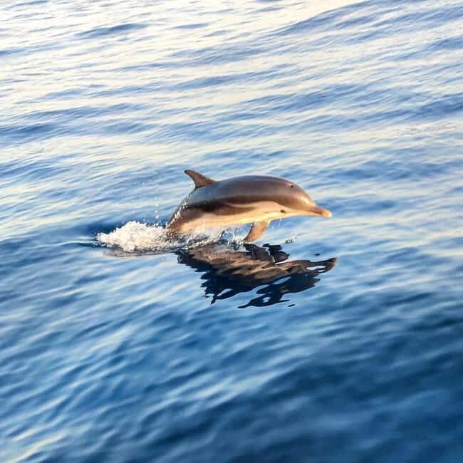 Giardini Naxos: Dolphin Searching Sunset Boat Tour - The Itinerary: A Closer Look