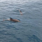 Giardini Naxos Taormina: Dolphin Watching Sunset Tour - The Value of This Experience