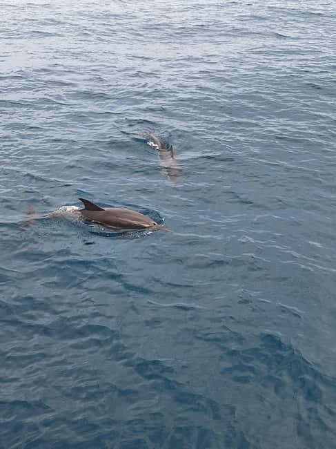 Giardini Naxos Taormina: Dolphin Watching Sunset Tour - The Value of This Experience