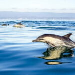 Gibraltar: Dolphin Watch Cruise & Cable Car Fast Track Combo - Who Will Love This Tour?