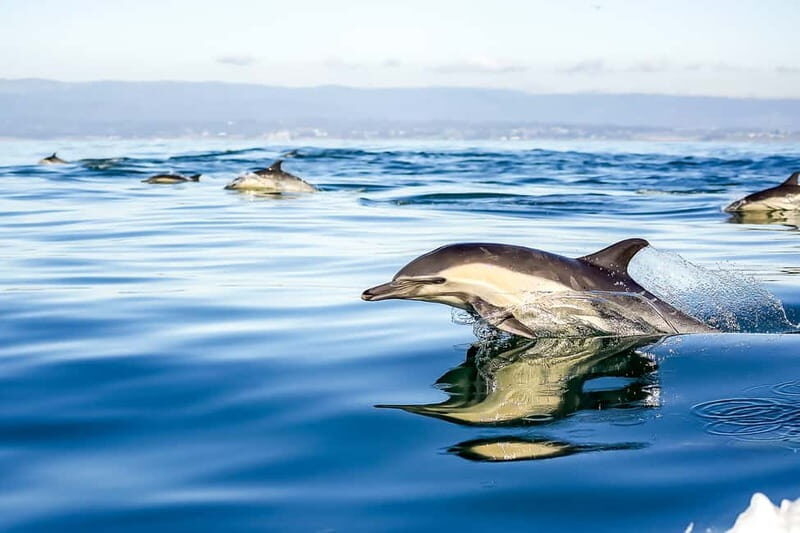 Gibraltar: Dolphin Watch Cruise & Cable Car Fast Track Combo - Who Will Love This Tour?