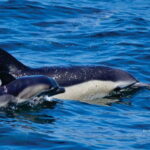 Gibraltar: Dolphin Watching Tour - Experience Overview