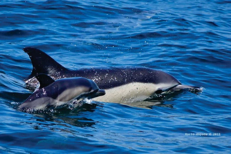 Gibraltar: Dolphin Watching Tour - Experience Overview