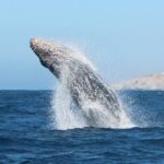 Glass Bottom Boat Sightseeing Tour in Cabo San Lucas - Itinerary Breakdown
