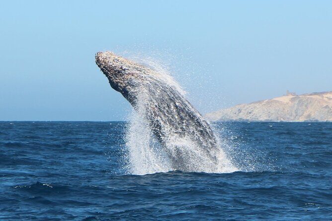Glass Bottom Boat Sightseeing Tour in Cabo San Lucas - Itinerary Breakdown