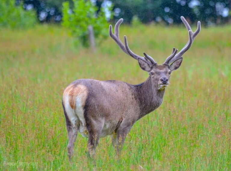 Glenfinnan: Glenaladale cruise, see the train and eagles 2hr - An In-Depth Look at the Glenfinnan: Glenaladale Cruise