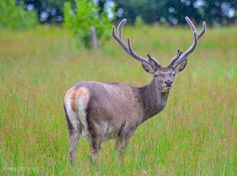 Glenfinnan: Glenaladale cruise, see the train and eagles 2hr - An In-Depth Look at the Glenfinnan: Glenaladale Cruise
