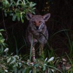 Golden Gate Park Twilight Wildlife Walking Tour - FAQ