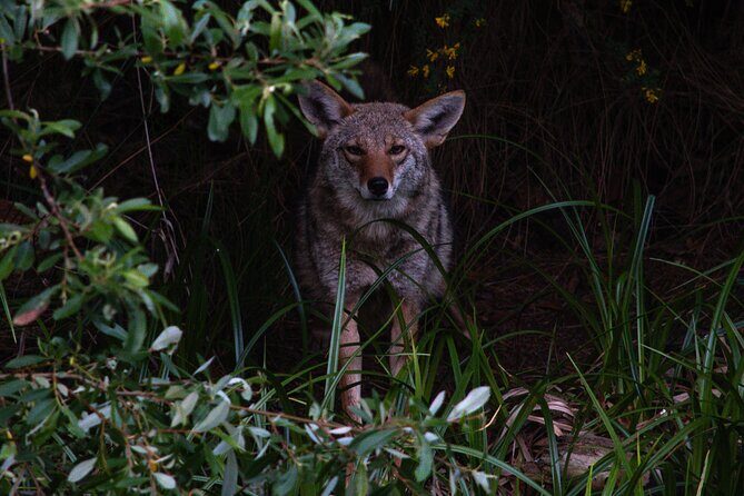 Golden Gate Park Twilight Wildlife Walking Tour - FAQ