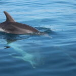 Golfo Aranci: Sup with dolphins, aperitif & photo shoot - Why This SUP Tour Is a Must-Do in Golfo Aranci