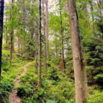 Gothenburg: The Local Experience - Home Visit, Food & Forest - Who Will Love This Tour?