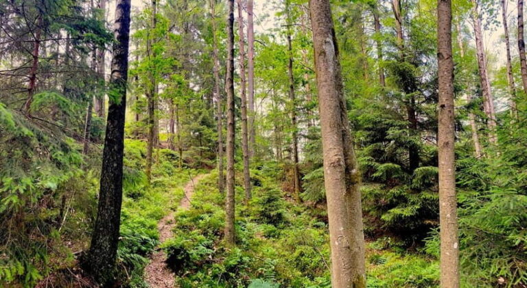 Gothenburg: The Local Experience - Home Visit, Food & Forest - Who Will Love This Tour?