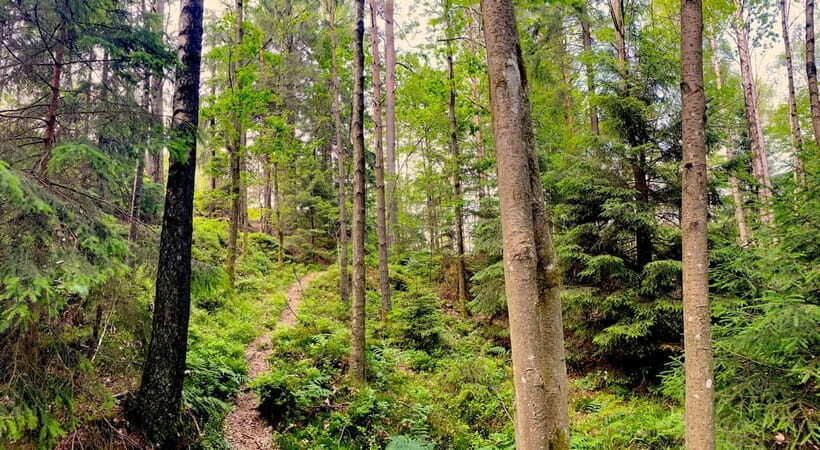 Gothenburg: The Local Experience - Home Visit, Food & Forest - Who Will Love This Tour?