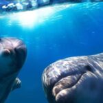 Gran Canaria: Dolphin and Whale Watching Cruise - What Makes This Tour Special?