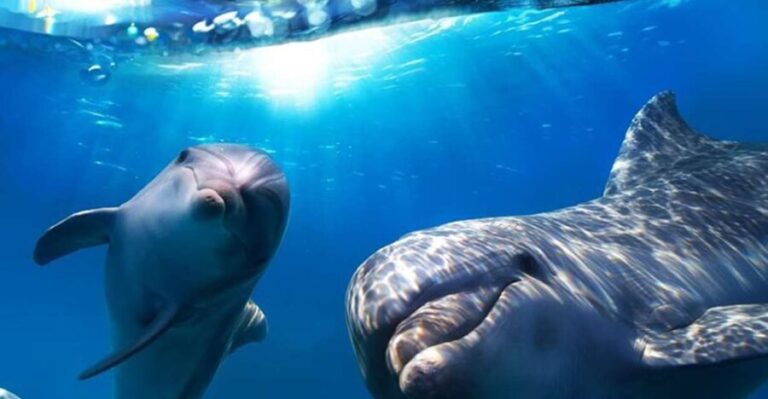 Gran Canaria: Dolphin and Whale Watching Cruise - What Makes This Tour Special?