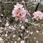 Gran Canaria: excursion to the Barranco de los Cernícalos - Why This Tour Is a Great Choice