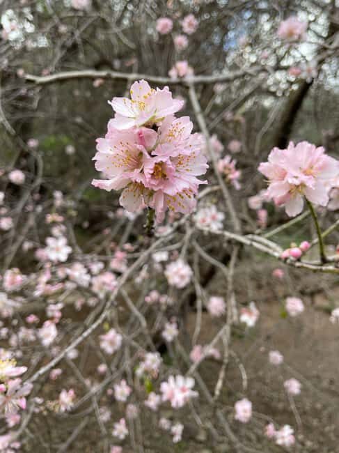 Gran Canaria: excursion to the Barranco de los Cernícalos - Why This Tour Is a Great Choice