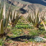 Gran Canaria Peaks in Minibus: Firgas, Teror, Aloe Vera tour - Exploring the Itinerary in Detail