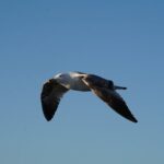 Gran Canaria Sunset Dolphin Watching Activity - What We Loved About This Tour