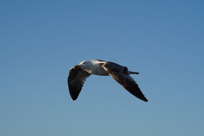 Gran Canaria Sunset Dolphin Watching Activity - What We Loved About This Tour