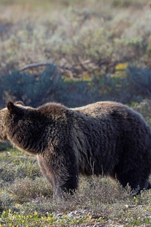 Grand Teton: Private Guided Tour (Sunset) - Final Thoughts: Who Is This Tour For?