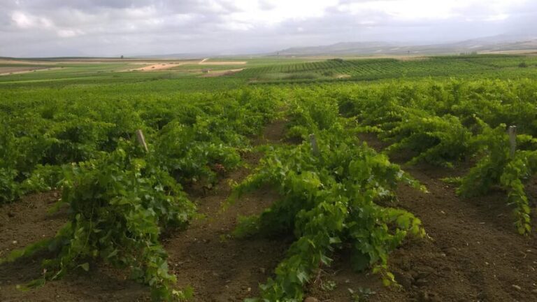 Grape harvest and breakfast at the winery in Menfi - An In-Depth Look at the Menfi Grape Harvest Experience