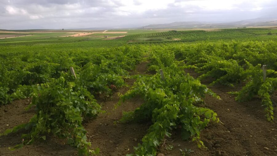 Grape harvest and breakfast at the winery in Menfi - An In-Depth Look at the Menfi Grape Harvest Experience