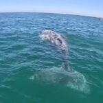 Gray Whale Tour Private Group from La Paz Limited to 8 - Whats Included and Whats Not?