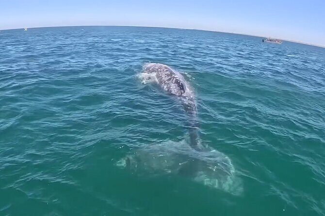 Gray Whale Tour Private Group from La Paz Limited to 8 - Whats Included and Whats Not?